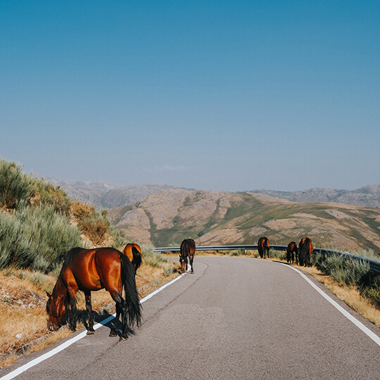 Garranos (cavalos selvagens da serra do Gerês)