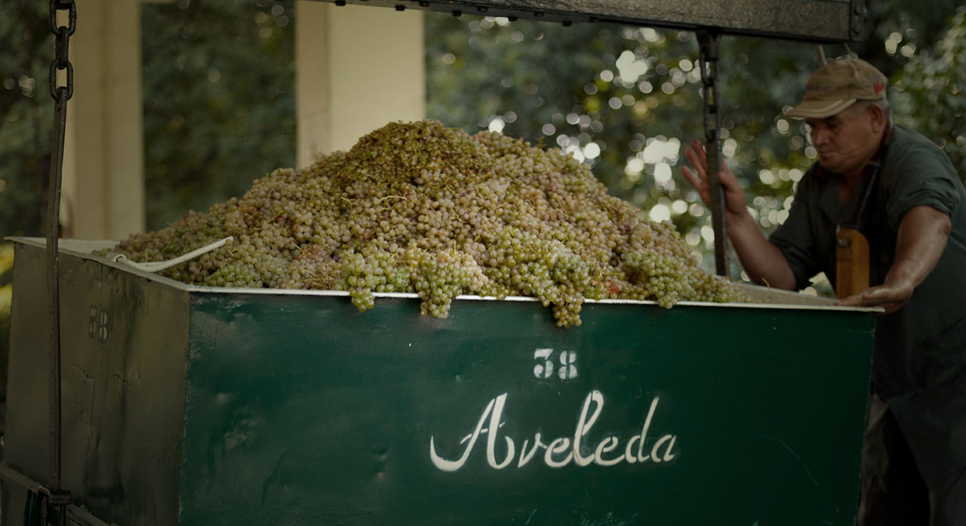 Grapes going to the crushing machine