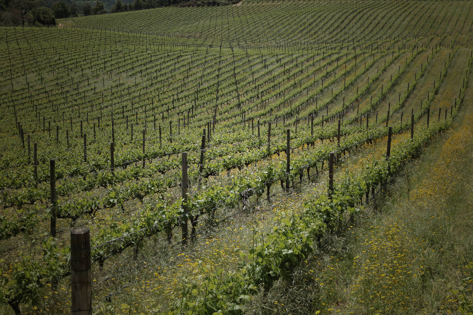 Quinta de Celorico
